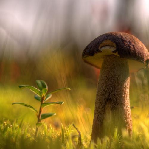 Превью фотографии фотографа  НиКоЛаЙ