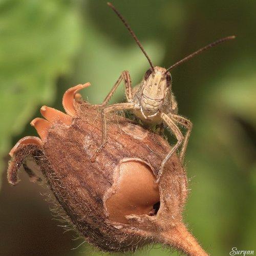 Превью фотографии фотографа Олег Сурьянинов