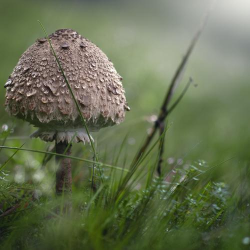 Превью фотографии фотографа  Zanfoar