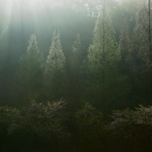 Превью фотографии фотографа Shin