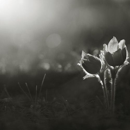 Превью фотографии фотографа Алексей Лобанов