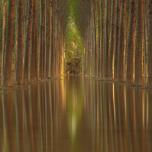 Превью фотографии фотографа Tony Goran