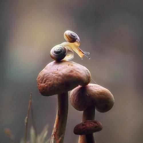 Превью фотографии фотографа Галина Горькавая