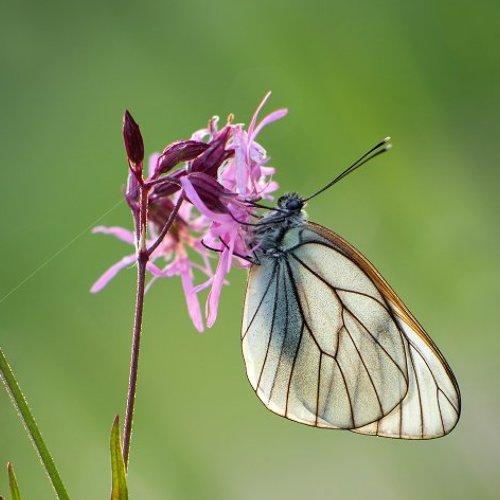Превью фотографии фотографа Алексей Лобанов
