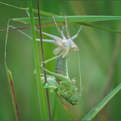 Превью фотографии фотографа Евгений Кирилкин.