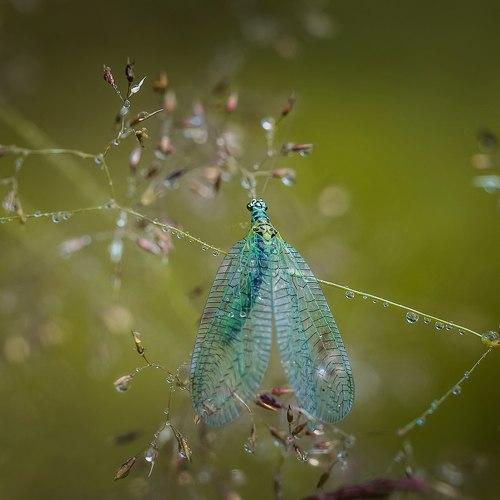 Превью фотографии фотографа Евгения Муравская