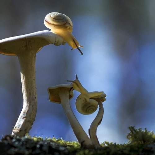 Превью фотографии фотографа Анатолич