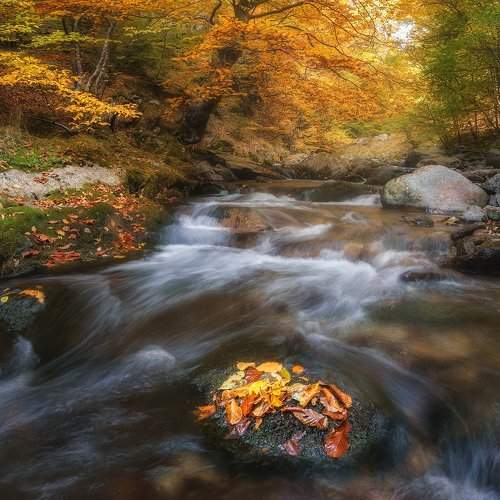 Превью фотографии фотографа Peter Naydenov