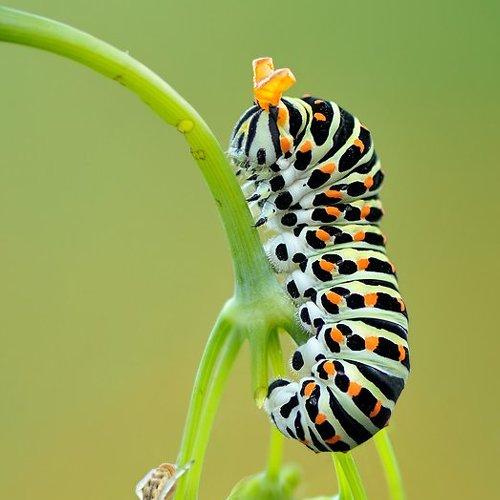 Превью фотографии фотографа Алёна Шевцова