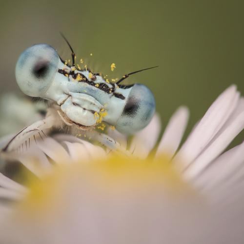 Превью фотографии фотографа Nicolae Fanurie Chirobocea