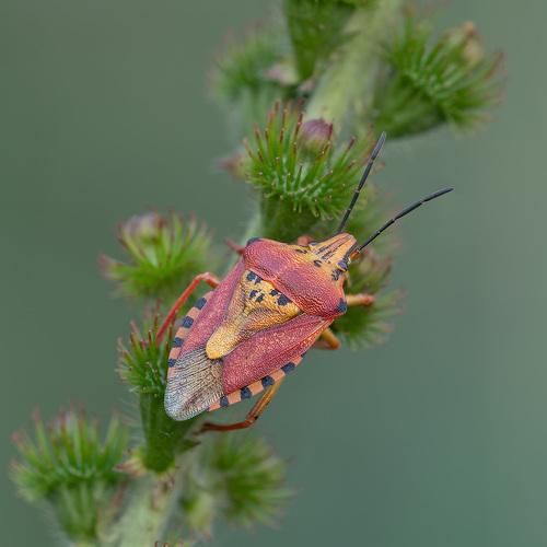 Превью фотографии фотографа Александр Земляной