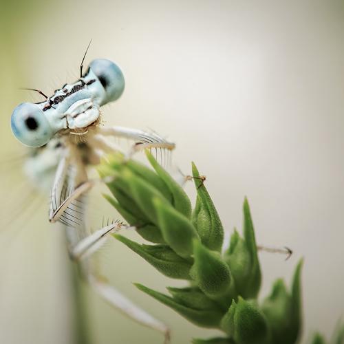 Превью фотографии фотографа Nicolae Fanurie Chirobocea