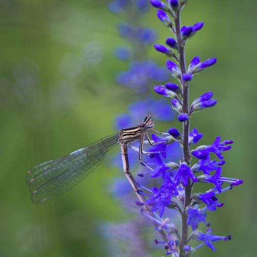 Превью фотографии фотографа Евгения Муравская