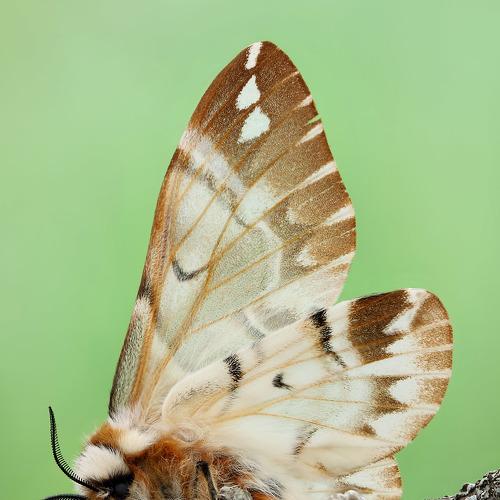 Превью фотографии фотографа Сергей Таланов