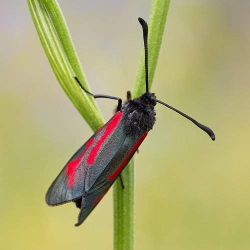 Превью фотографии фотографа vd319