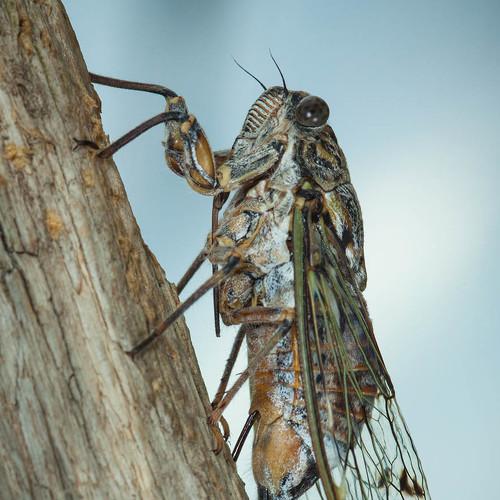 Превью фотографии фотографа Владимир Нейморовец