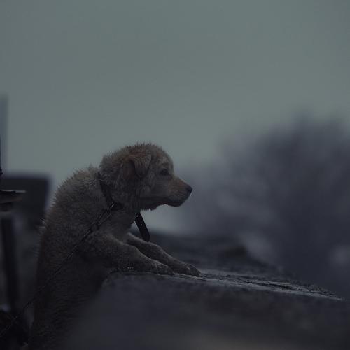 Превью фотографии фотографа Вьюшкин Игорь