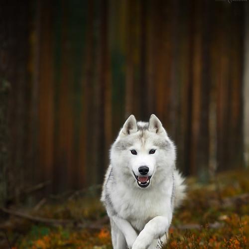 Превью фотографии фотографа Natalia Ricci