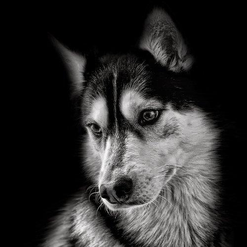 Превью фотографии фотографа Наталья Кузнецова (Nateletro)