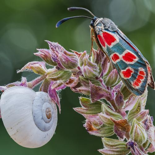 Превью фотографии фотографа Максим Сумской