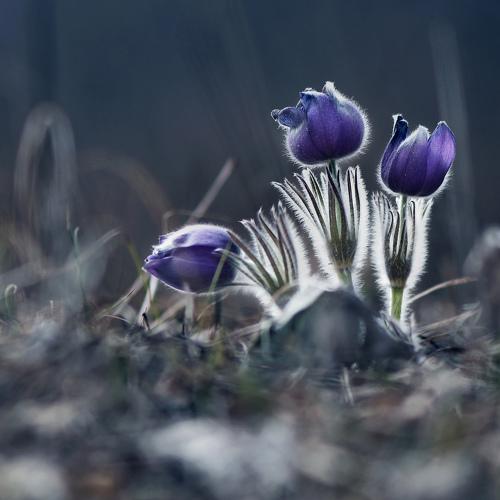 Превью фотографии фотографа Макеев Алексей