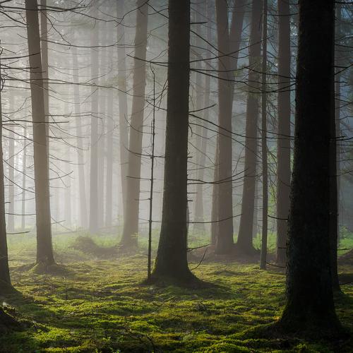 Превью фотографии фотографа Руслан Авдевич