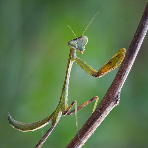 Превью фотографии фотографа Андрей Канышев