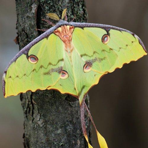 Превью фотографии фотографа Александр Чувилин