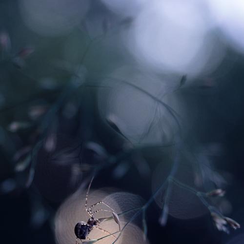 Превью фотографии фотографа Баранов Олег