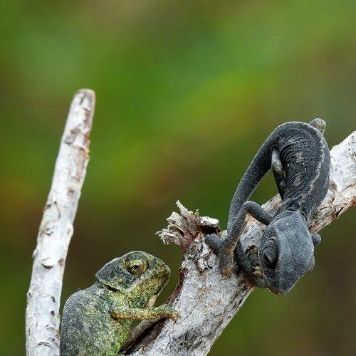 Превью фотографии фотографа Игорь ФУММ