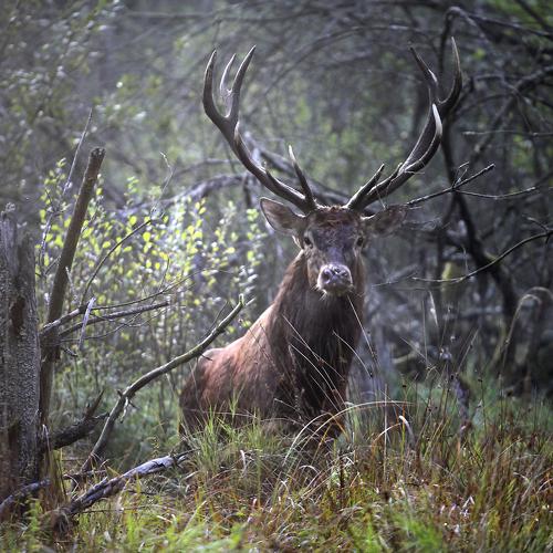 Превью фотографии фотографа krzysiek