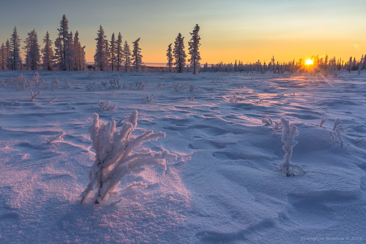 Ледяная тундра. Ямало-Ненецкий автономный округ тундра. Ямало-Ненецкий автономный округ природа.