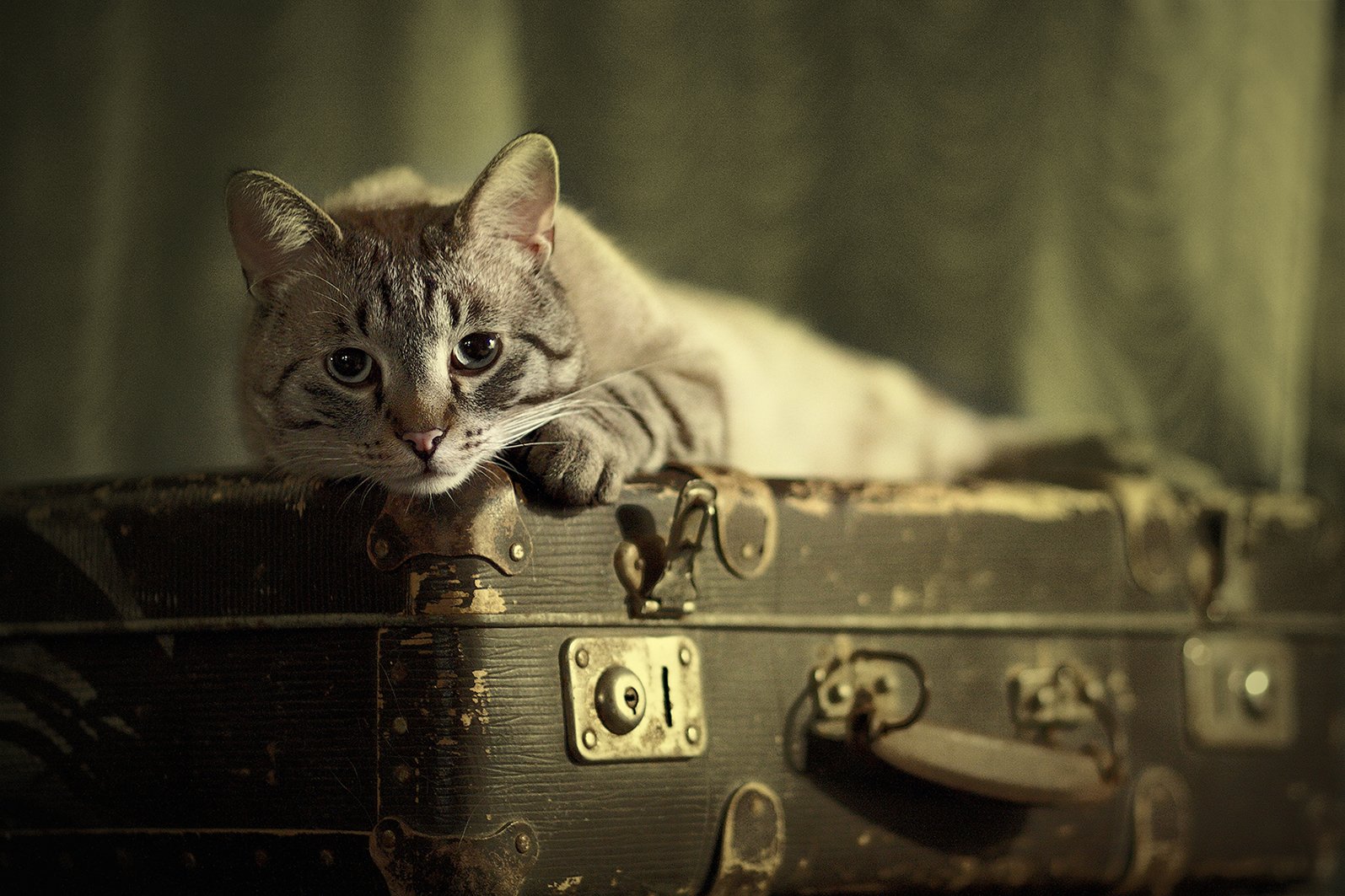 Котики сидит на чемодане