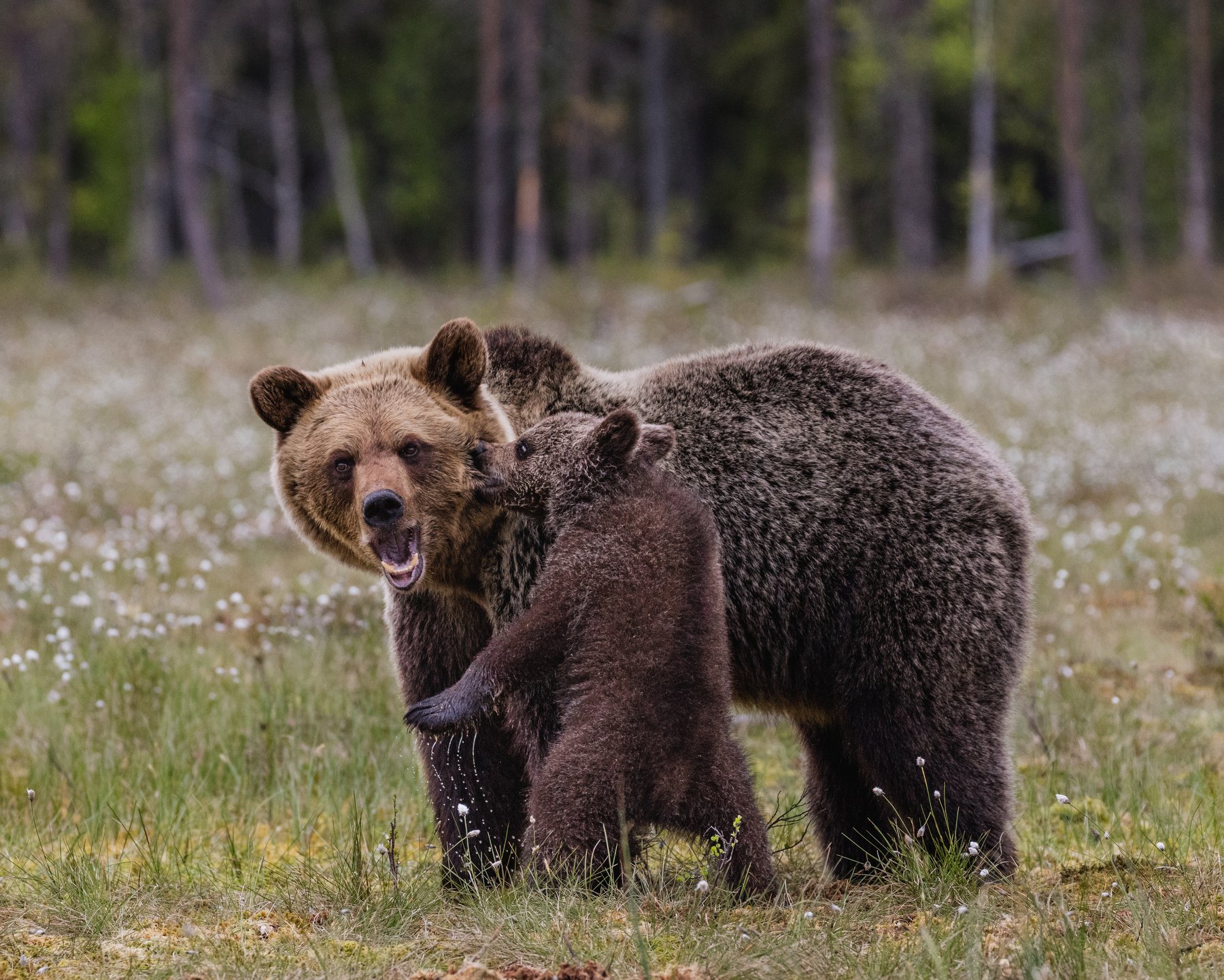 Ч бурый медведь. Гризли североамериканский бурый медведь. Северная Америка медведь Гризли. Бурый медведь косолапый. Аляскинский бурый медведь.