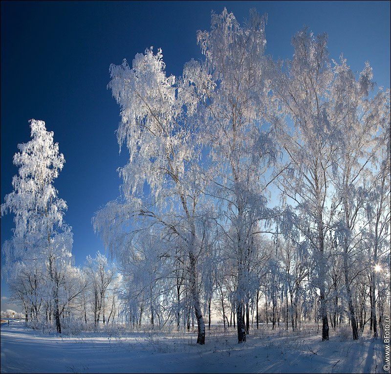 Russian winter. Зима природа березы. Зима в России. Русская зима. Русская природа зимой.