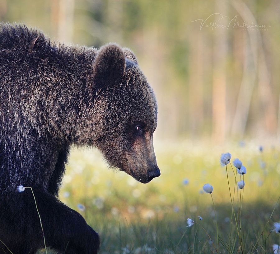 Медведь годы жизни. Bear летний полевой.