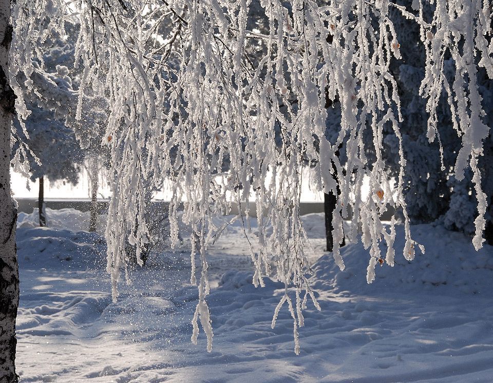 березовые подвески