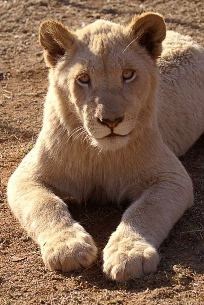 Lions - portrets