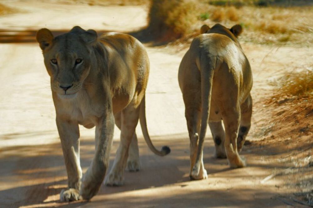 Lions - portrets