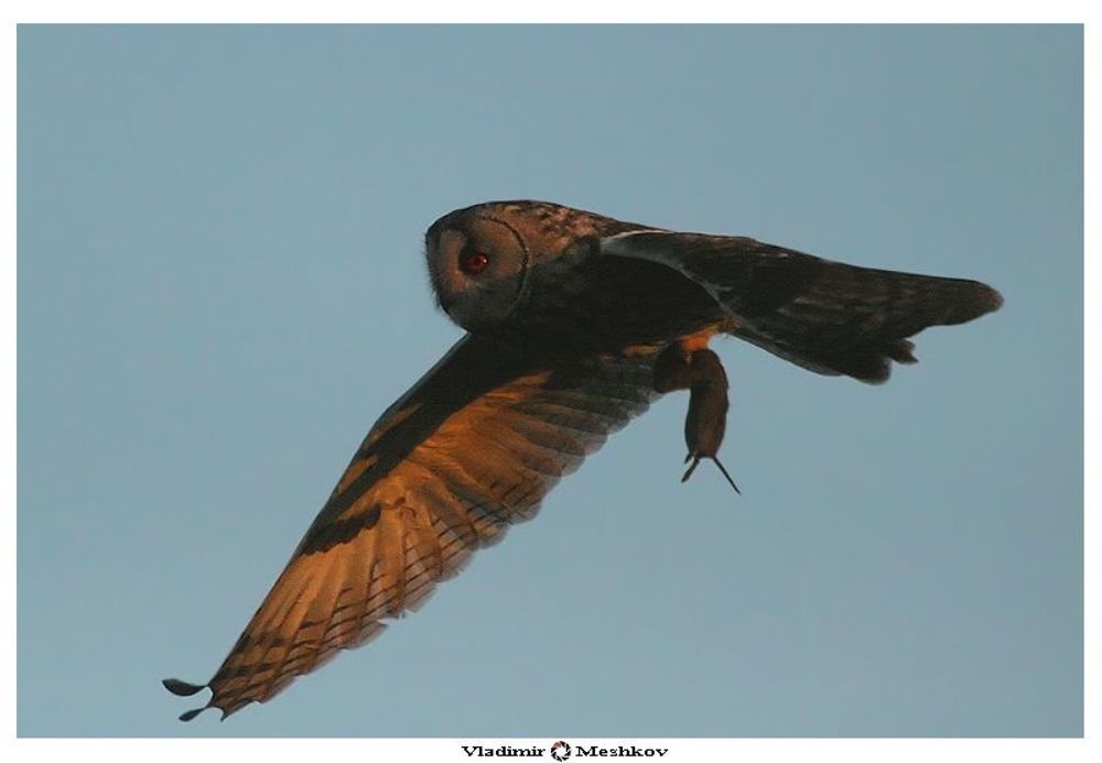 Сова ушастая  (Asio otus)
