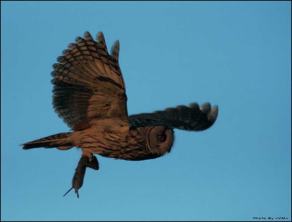 Сова ушастая  (Asio otus)