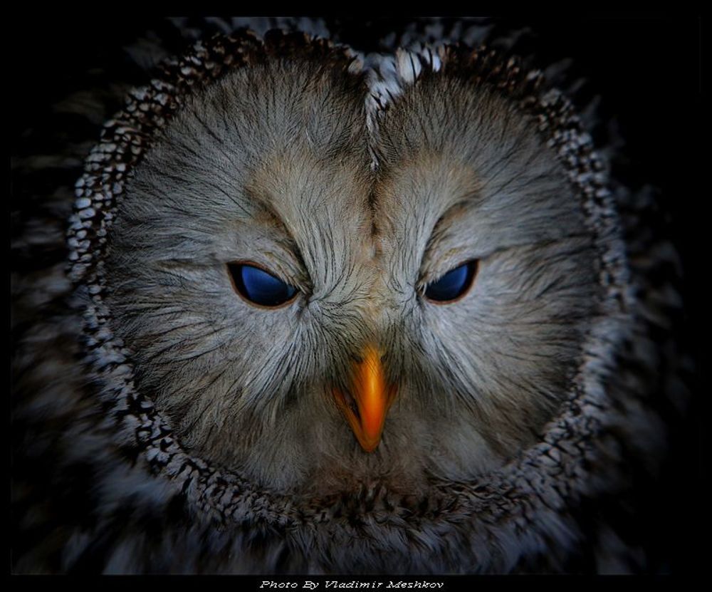 Сова ушастая  (Asio otus)