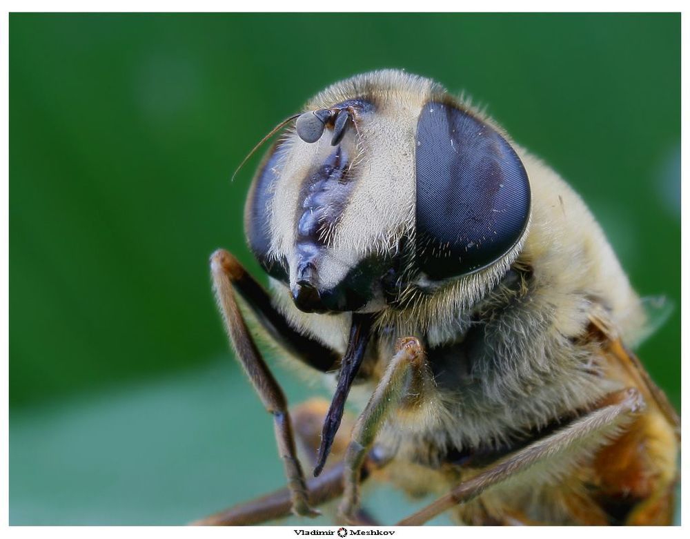 Семейство журчалки (Syrphidae)

Летом на цветах зонтичных или сложноцветных рядом с осами и шмелями часто сидят очень похожие на них мухи из семейства журчалок (Syrphidae). Их брюшко желтое с черными перевязями или черное с желтыми пятнами. Неопытному наблюдателю бывает трудно отличить журчалок от пчел и ос, настолько их расцветка и движения в совершенстве имитируют жалящих перепончатокрылых. Они безобидны, но птицы предпочитают их не трогать, принимая за опасных созданий. Журчалки могут зависать в воздухе, непрерывно работая крыльями, но не двигаясь с места.

        В отличие от взрослых мух, обитающих на цветах, образ жизни личинок очень разнообразен: некоторые развиваются в воде, другие разрушают мертвую древесину, есть обитатели муравейников, однако наиболее обычны виды, обитающие в колониях тлей. По своему облику и манере ползать личинки сирфид, обитающие на растениях, напоминают пиявку. Они около сантиметра длиной, тело зеленое, желтоватое, розовое, с просвечивающими внутренностями. Куколка часто с оттянутым концом. Есть растительноядные виды, например, широко распространенная луковая журчалка, наносящая серьезный вред. Самая смешная (или противная - для кого как) водная личинка журчалки - крыска. Так называют личинку мухи рода Эристалис (Eristalis). Она роется в поисках съестного на дне самых вонючих луж. При этом ее длинная дыхательная трубка, похожая на крысиный хвост, должна достигать поверхности, иначе личинка задохнется. 
       Журчалка смородиновая (Syrphus ribesii) - один из самых банальных видов в Прибайкалье. Брюшко овальное, узкое, с желтыми перевязями на 3-4-м сегментах. Щиток с черными волосками. Длина 11-12 мм. Личинки питаются тлями. Сирф сероголубой (Ischyrosyrphus glaucius) встречается реже. Брюшко на 2-4-м сегментах с беловато-серыми пятнами. Щиток желтый. Длина 11-13 мм.