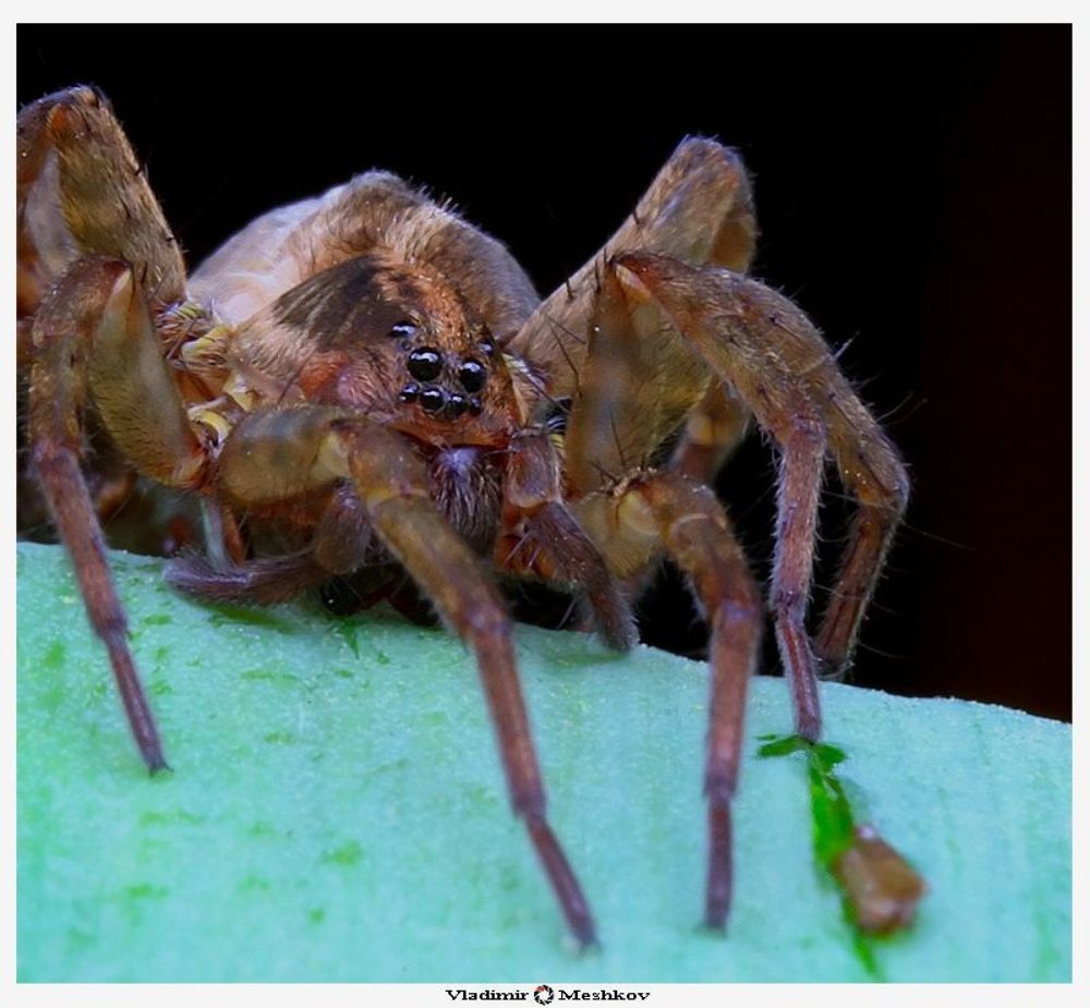 Паук-мизгирь. Trochosa ruricola, Lycosidae.
Этот паук живет в земле и не плетёт паутины,
он как волк - настигает жертву в погоне и
приканчивает её ядом.
Тигр по сравнению с ним - просто кошечка.
