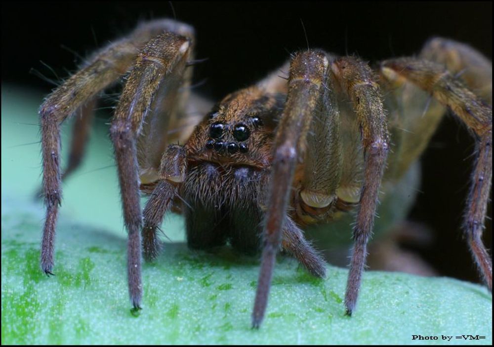 Паук-мизгирь. Trochosa ruricola, Lycosidae.