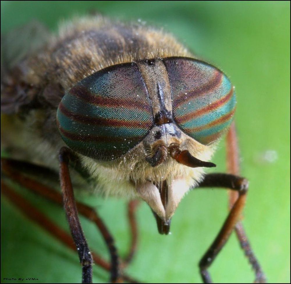 Слепень (Tabanidae), семейство кровососущих насекомых, отряда двукрылых. Длина тела от 0,8 до 3см. Вампир. Нападает в основном на млекопитающих. Сосут кровь только самки, уколы болезненны, часто кровоточат. Самцы питаются нектаром цветков!!! ;). Ротовые органы колюще-сосущие, глаза занимают большую часть головы. Слепни (это около 3000 видов) входят в состав гнуса, они активны днём в тихую жаркую погоду. Личинки Слепней сигаровидные, удлинённые, с хорошо выраженными локомоторными выростами на брюшных члениках. Развиваются во влажной почве или в водоёмах, нападают на личинок других насекомых. Окукливаются в почве, куколка покрытая. Многие Слепни &mdash; переносчики ряда болезней (туляремия, сибирская язва и др.). Меры борьбы &mdash; организация &laquo;луж смерти&raquo; &mdash; луж, заливаемых нефтяными маслами в местах скопления насекомых; для индивидуальной защиты применяются репелленты.

Вот что говорят Брокгауз с Эфроном: Название произошло, вероятно, вследствие того, что в то время, когда они сосут кровь, их можно снимать руками с животных, так что они кажутся как бы слепыми.