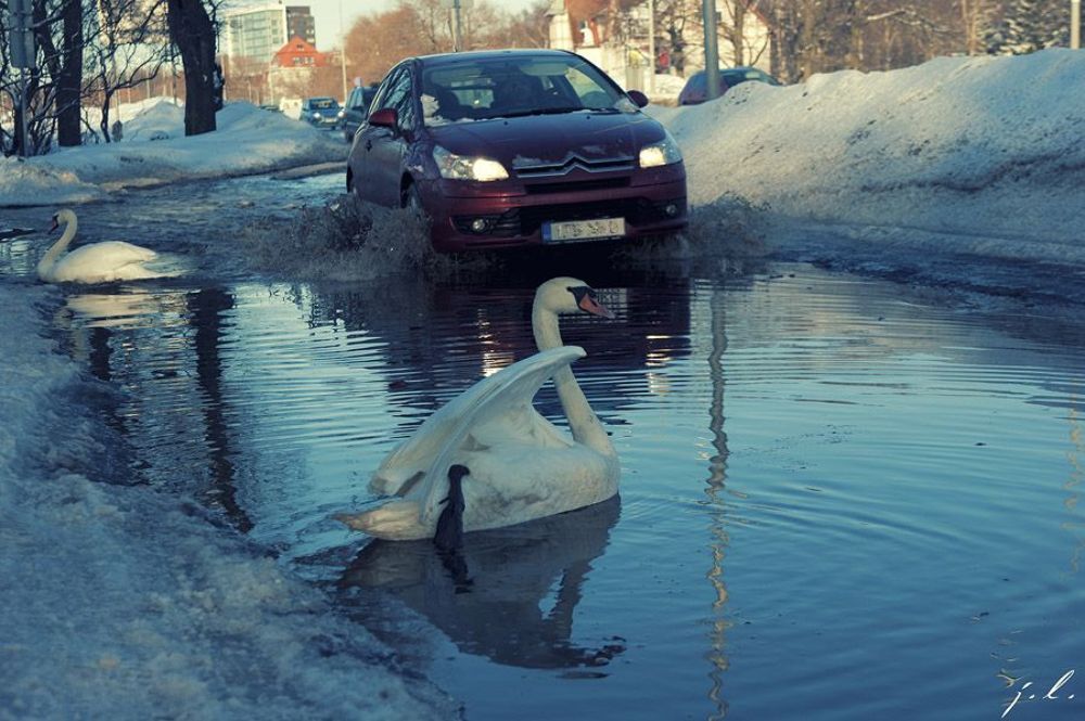 Swan and cold metal