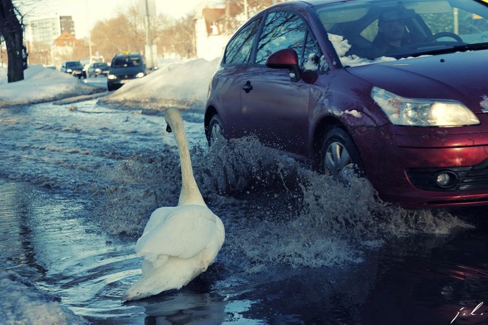 Swan and cold metal