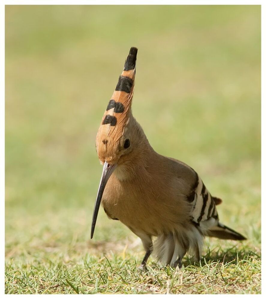 Отряд Ракшеобразные &mdash; Coraciiformes.
Семейство Удодовые &mdash; Upupidae.
Род Удоды &mdash; Upupa.
УДОД &mdash; - птица отряда ракшеобразных; единственный вид одноименного семейства. Длина тела ок. 30 см. На голове хохол.