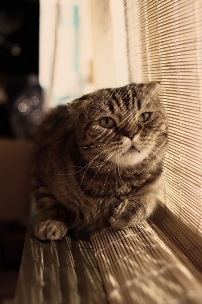 Кошачая весна
